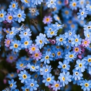 Meet your Posher, Norma